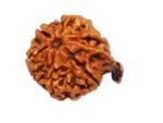 ganesh rudraksha