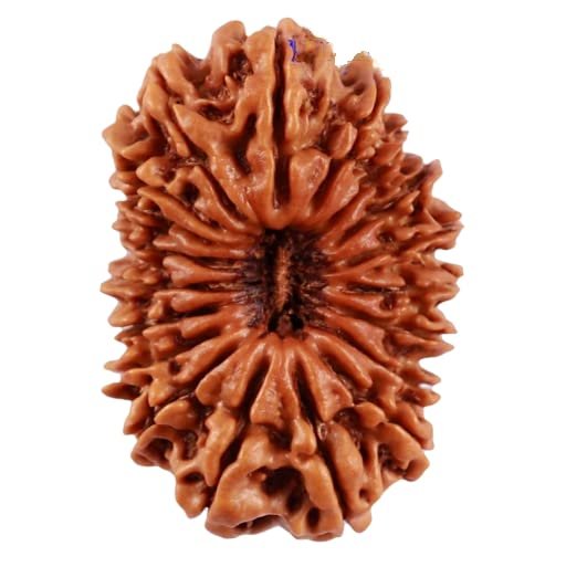 19 mukhi Rudraksha