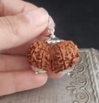 gauri shankar rudraksha