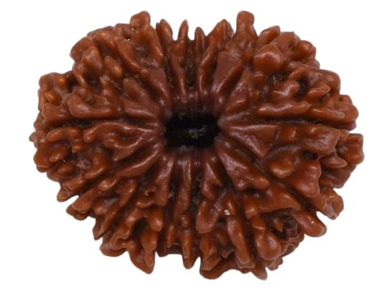13 Rudraksha