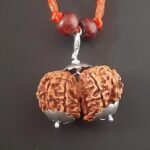 gauri shankar rudraksha