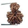 garbh gauri rudraksha