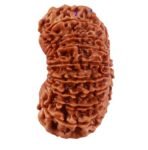 19 mukhi Rudraksha