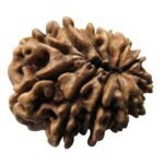 Rudraksha