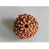 9  Rudraksha