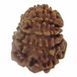 Rudraksha