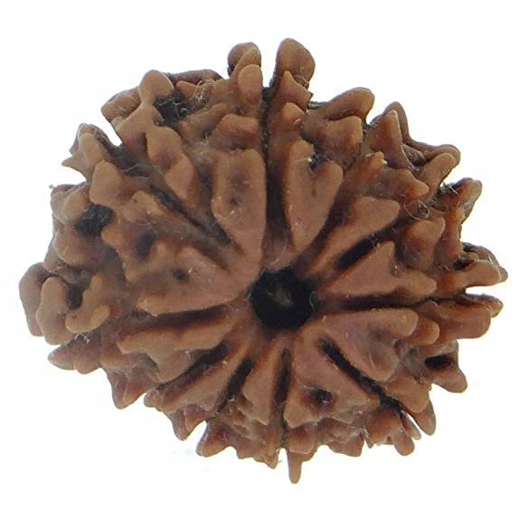 Rudraksha