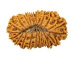 21 mukhi Rudraksha