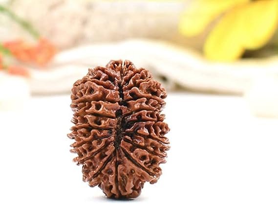 18 mukhi Rudraksha