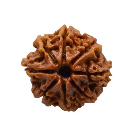 Rudraksha