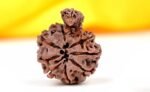 savar naag rudraksha