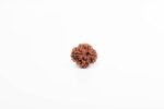 Rudraksha