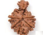 savar naag rudraksha