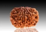 9  Rudraksha