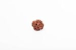 Rudraksha