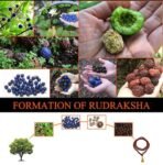 gauri shankar rudraksha