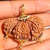 trijuti rudraksha
