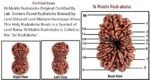Rudraksha