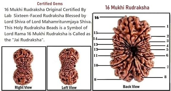 Rudraksha
