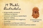 19 mukhi Rudraksha