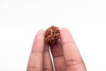Rudraksha