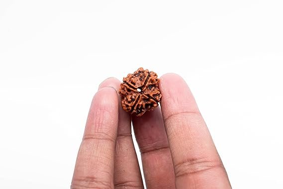 Rudraksha