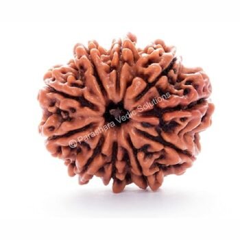 10 Mukhi Faced Indian Rudraksha