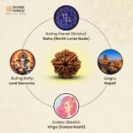 Rudraksha