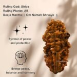 Rudraksha
