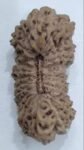 24-mukhi-rudraksha