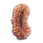 27 mukhi rudraksha