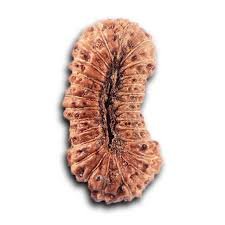 27 mukhi rudraksha