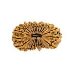 24-mukhi-rudraksha