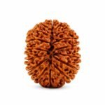18 Mukhi Himalayan Rudraksha