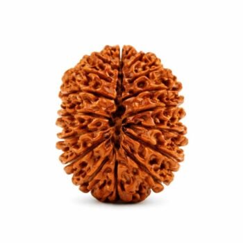 18 Mukhi Himalayan Rudraksha