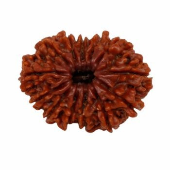 13 Mukhi Himalayan Rudraksha