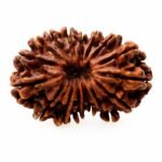 22 Mukhi Himalayan Rudraksha