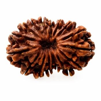 22 Mukhi Himalayan Rudraksha