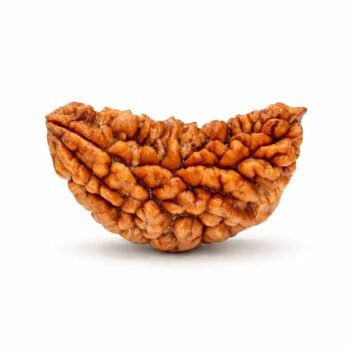 1 Mukhi Himalayan Rudraksha