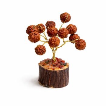 Rudraksha Miniature Tree