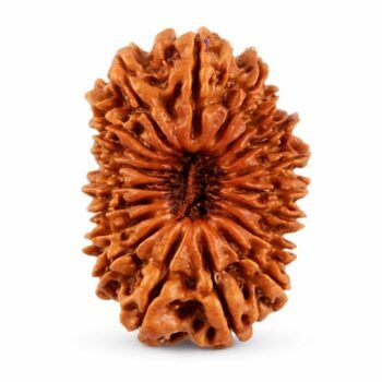 19 Mukhi Himalayan Rudraksha