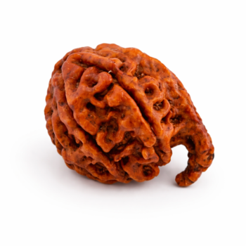 Ganesh Rudraksha
