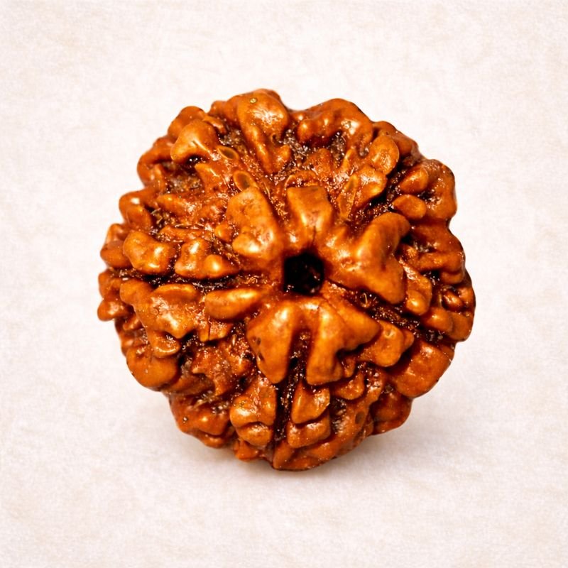 3683d7b1-c889-4ca7-a7aa-e9fa4c503333-md 5 Mukhi Himalayan Rudraksha