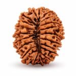 20 Mukhi Himalayan Rudraksha