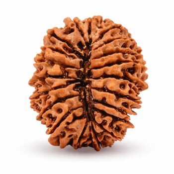 20 Mukhi Himalayan Rudraksha