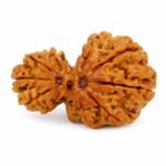 Garbh Gauri Rudraksha