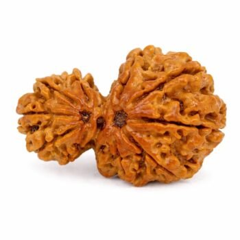Garbh Gauri Rudraksha