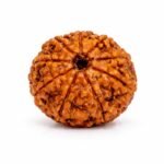 9 Mukhi Himalayan Rudraksha