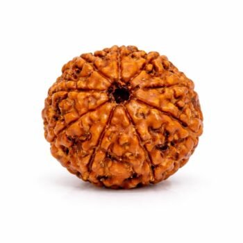 9 Mukhi Himalayan Rudraksha