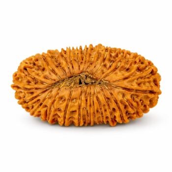 21 Mukhi Himalayan Rudraksha